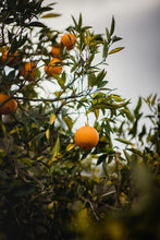 Load image into Gallery viewer, Real World - Restore Body Wash - Harakeke & Blood Orange