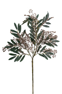 Angrophora Gum