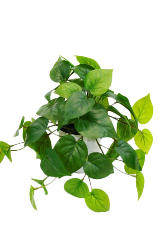 Potted Philo Bush