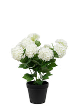Load image into Gallery viewer, Snowball Potted | Off White - 40cm
