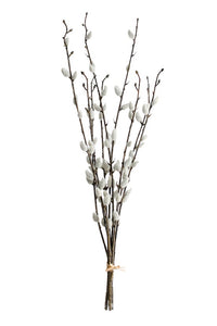 Pussy Willow