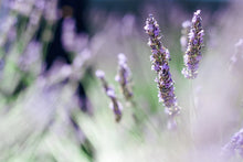 Load image into Gallery viewer, Real World - Bath Salts - Mamaku &amp; Lavender
