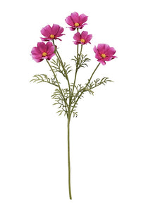 Cosmos Spray