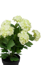 Load image into Gallery viewer, Snowball Potted |Spring Green - 40cm

