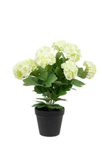 Load image into Gallery viewer, Snowball Potted |Spring Green - 40cm
